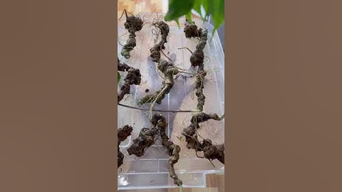 #sâm_ngọc_linh_rừng 300 gam /9 củ sâm rừng chuẩn xịn   #sâm_ngọc_linh_rừng