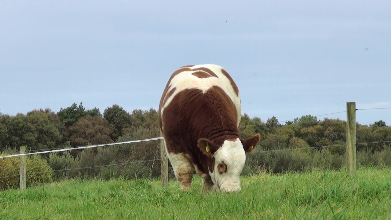 Tawley Jaguar  - Pedigree Simmental Bull