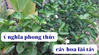 Download lagu Ý nghĩa phong thủy cây Hoa Lài Tây | Các bạn tham khảo
