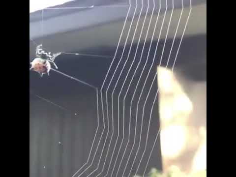 سبحان الله نسج بيت العنكبوت