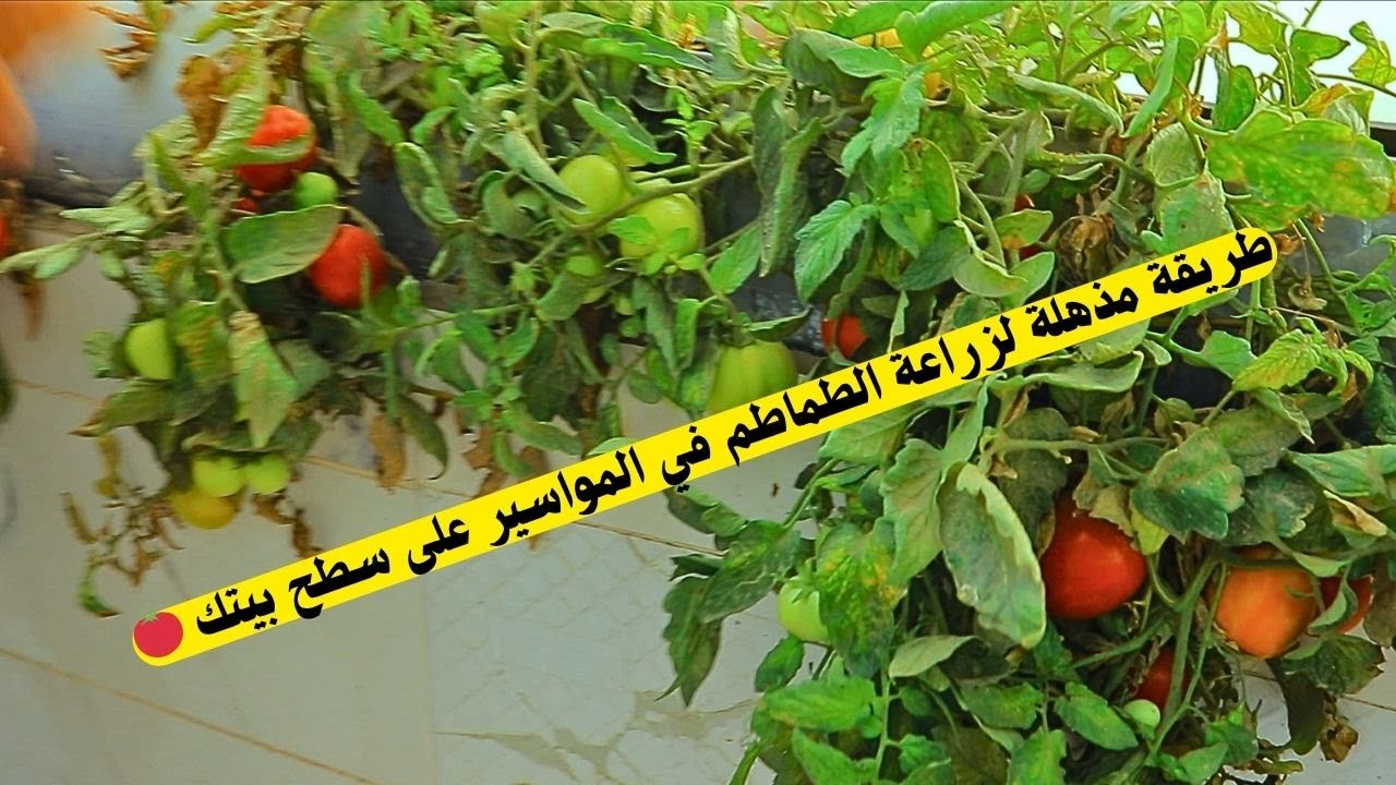 🌿 ازرع طماطمك 🌿🍅 في المواسير فوق السطح.. إنتاج غزير بدون تكاليف !