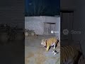 النمر يخاف من القطة ماهذا 