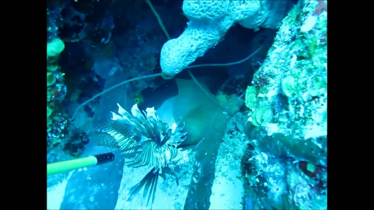 Feeding a lionfish to a hungry green moray eel ! YouTube