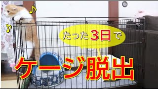 1段ケージ脱出！子猫のジャンプ力をあなどってました【スコティッシュフォールド】