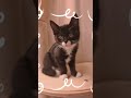 😊귀욤냐옹 #고양이 #고양이일상 #cat #귀여운  #블랙핑크  #쇼츠