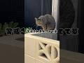 野良猫発見隊 #shorts #cat #野良猫 #catmemes #trending
