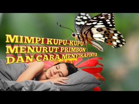 Video: Apakah aku kupu-kupu yang bermimpi?