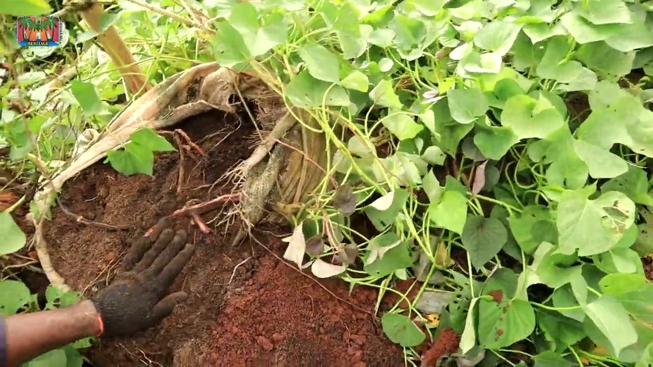 NEW METHOD to grow Yams and Sweet Potatoes in SAME SACK!