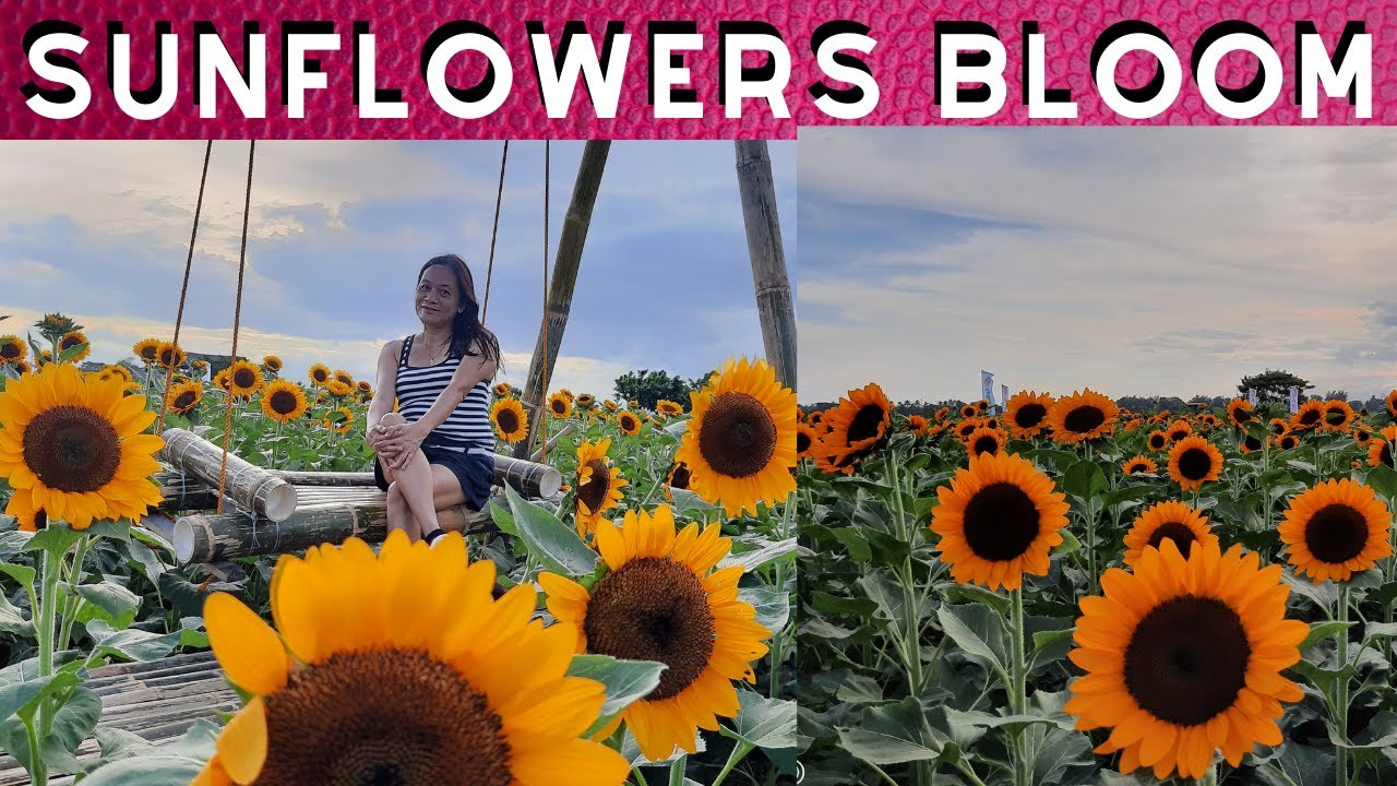 FAMOUS SUNFLOWER FARM IN ILOILO, PHILIPPINES 2021HAPPY FARM TRAVEL