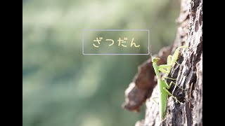 🔴LIVE |復活のざつだん🐣【ヒヨコのたろす】