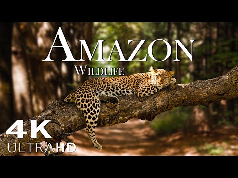 Amazon Wildlife Animals That Call The Jungle Home Amazon Rainforest Heart Music