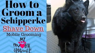 How to groom a Schipperke