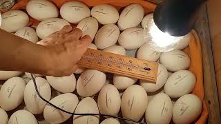 Цыплята лупятся по расписанию на 20 день🐣Ожидаю гусиков🐥Снова инкубация гусиных яиц