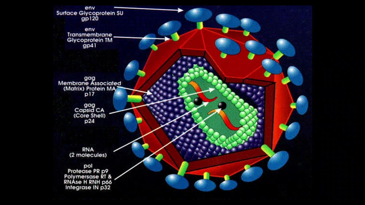семейство ретровирусов микробиология. вирусы семейства retroviridae. ретровирус встраиваемый в днк. вирусы семейства retroviridae. семейство ретровирусов микробиология.