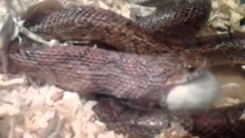 Snake eats mouse part 2