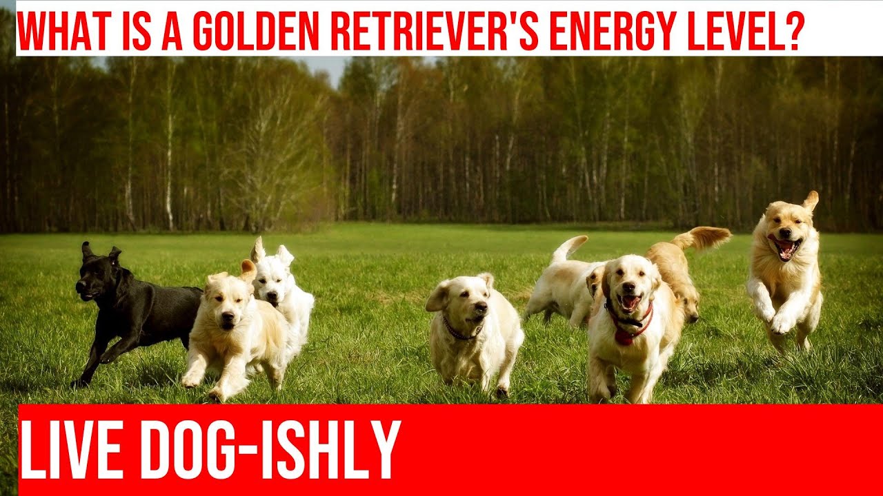 HighEnergy Golden Retriever Puppies What to Expect YouTube