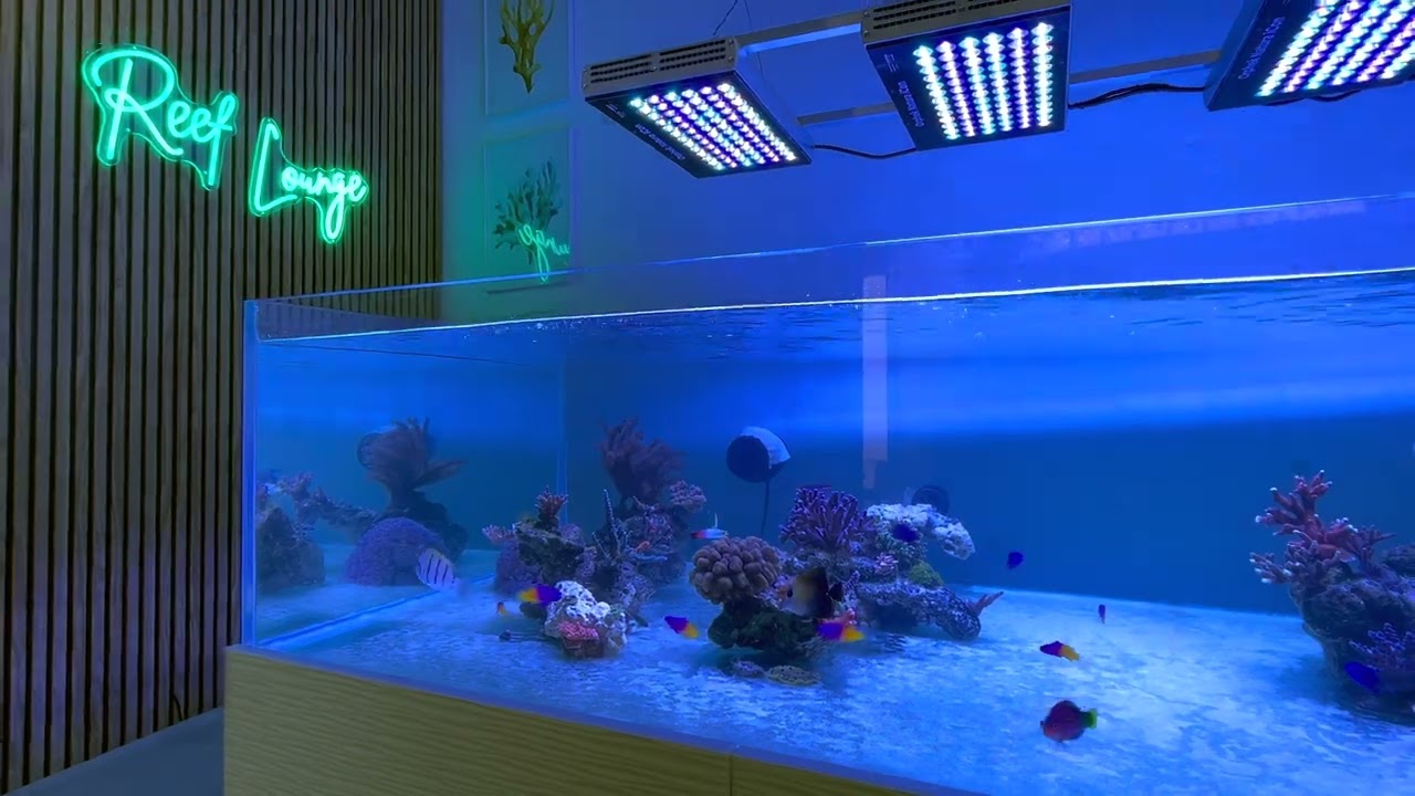 ORPHEK NATURA ICON NEW LED LIGHT 2025 -Best Reef Tank light?