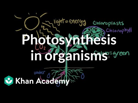 Video: Fotosintetik orqanizmlər işıqdan necə istifadə edirlər?