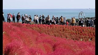 赤と青のコントラスト　茨城・国営ひたち海浜公園