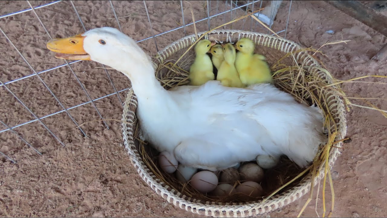 amazing-pekin-duck-hatching-from-eggs-new-baby-duck-born-youtube