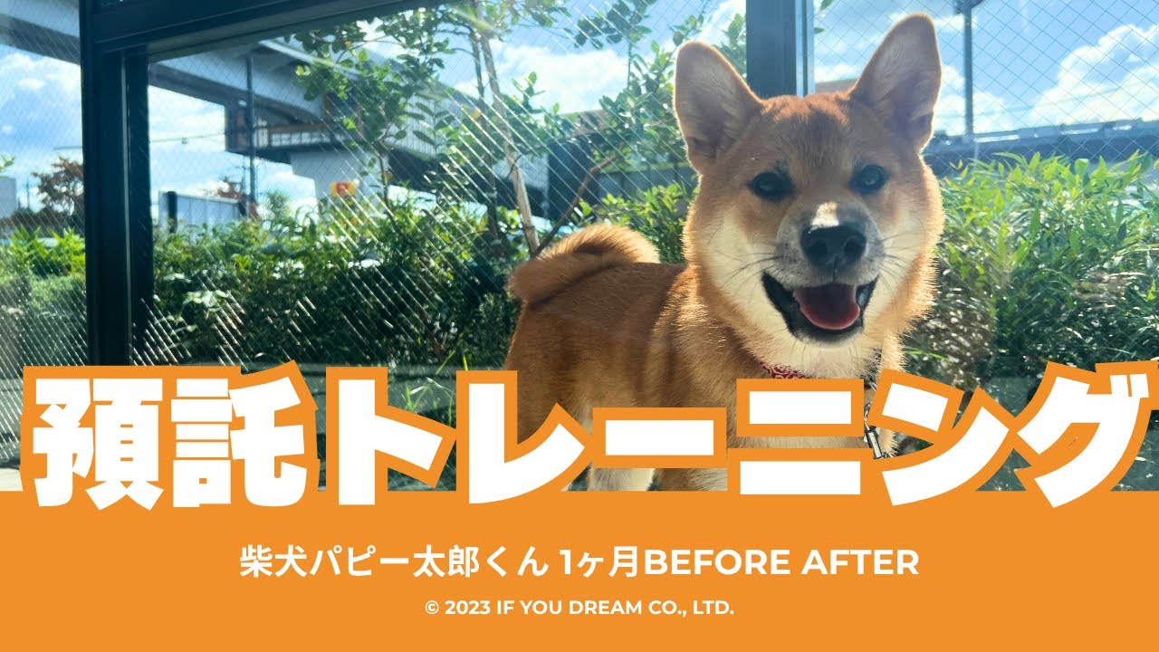 預託トレーニング報告】太郎くん（柴犬5ヶ月） - わんことわ