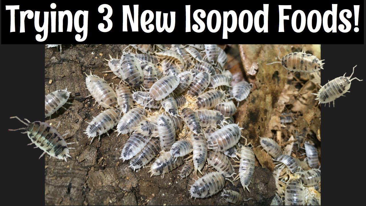 Isopod Feeding Frenzy Three New Foods YouTube