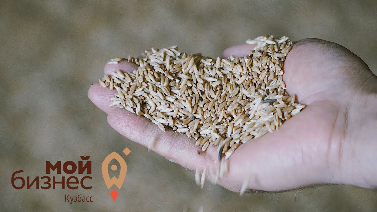 Что посеешь: кто и как выращивает зерно и картофель в Кузбассе - YouTube