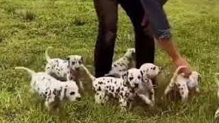 جرو دلماسي dalmatian dog