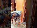 Devar ji aa gye