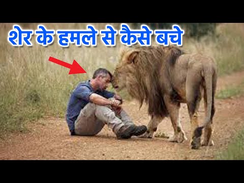 वीडियो: शेर कैसे रहते हैं