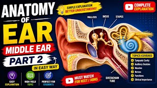 Ear Anatomy Part 2 | Middle Ear Complete Lecture
