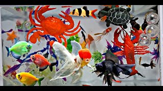 Collection of Cute Animals Videos, Glofish, Crab, Danio Fish, Sumatran Fish, Turtle, Mushroom