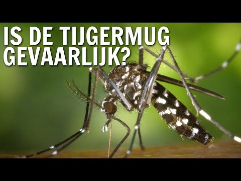 Is de tijgermug gevaarlijk? | De Buitendienst over de Tijgermug