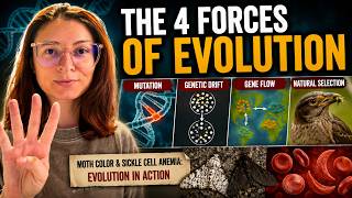 How does evolution ACTUALLY work Hint: It's More Than Natural Selection!