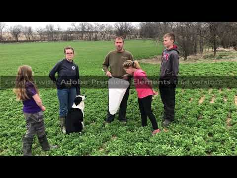 scouting-for-alfalfa-weevil-(and-cute-kids-and-dogs)