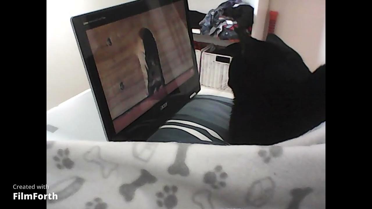 my cat vs computer mouse shorts YouTube