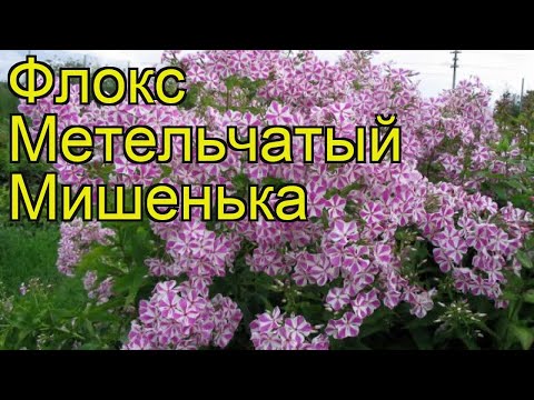 Флокс метельчатый Мишенька. Краткий обзор, описание характеристик phlox paniculata Mishenka