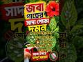 🌺 জবা গাছের সাদা পোকা দূর করার সহজ উপায়! 🌿১মিনিটে দেখুন কার্যকর টিপস ✨#জবাগাছ#সাদাপোকা #ViralShorts