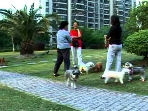 וִידֵאוֹ: מדיניות כלב אחד משפיעה על השפעה בשנגחאי