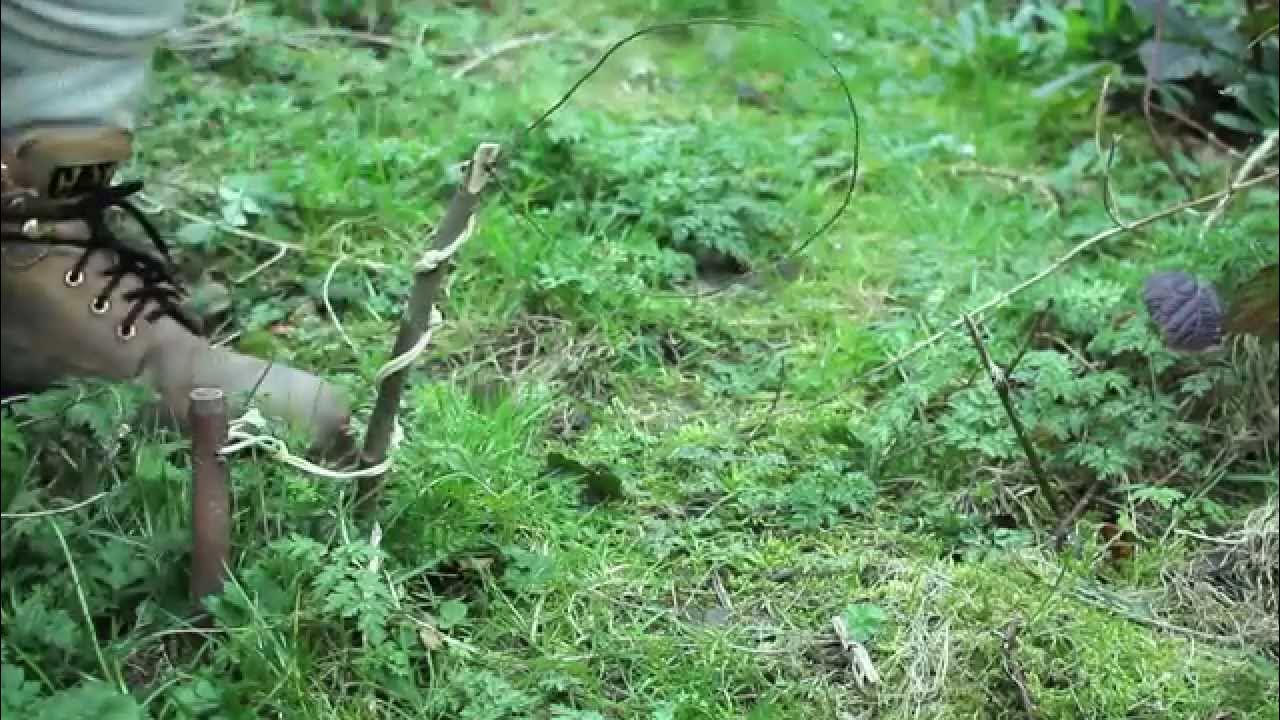 How to set a rabbit snare (open run) YouTube