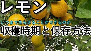 「レモンの収穫時期と保存方法：木の負担と来年の実りをつなぐ知恵」