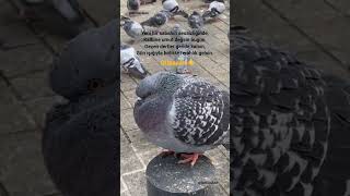 Günaydın.. Hayırlı, Mutlu Sabahlar Üçükan