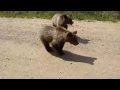 Медвежата на дороге в Якутии