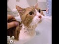 余裕の顔で、お風呂に入っていた先代猫 #マンチカン #猫 #短足
