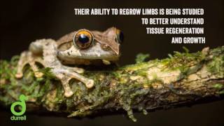 Information Saving Amphibians From Extinction Guide