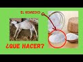 Mi borrego se infló ¿Qué hago?/Timpanismo, qué es y cómo solucionarlo