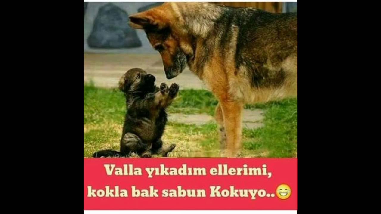 Dünyanın En Komik Hayvan Caps�leri ) YouTube