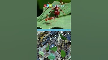Leafcutter Ants #shorts #ngscience