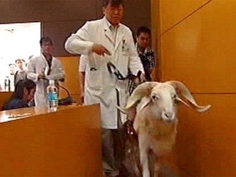 Chinese researchers unveil sheep with new type of artificial heart Instructional Video Chinese researchers unveil sheep with new type of artificial heart Instructional Video