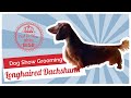 Dog Show Grooming: How to Groom a Longhaired Dachshund